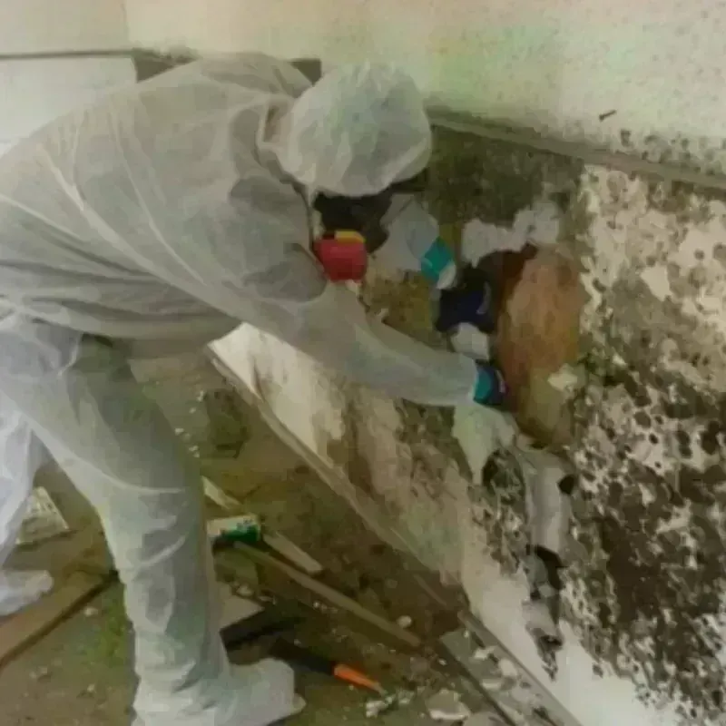 Mold Remediation and Removal in Bayside, CA